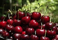 برداشت نوبرانه‌های سرخ‌رنگ الموت در روستای محمدآباد