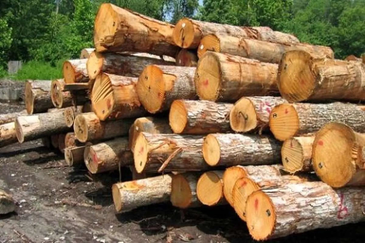 کشف ۳۰ تن چوب قاچاق در صومعه سرا