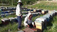 کوچ زنبورداران مراغه به مراتع استان‌های شمال غرب کشور