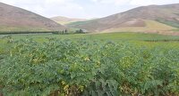 پیش بینی تولید ۱۲۰ هزار تن محصول نخود در کرمانشاه