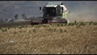 برداشت گندم در گرمسار