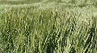 کشت چهار هزار هکتار جو در مزارع هشترود