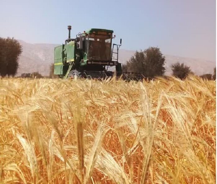 برداشت بیش از ۸۰۰ تن جو دیم در بندرلنگه