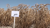 گلستان در فصل برداشت گندم، میزبان یک بذر تازه