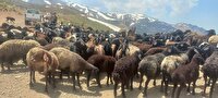 حفاظت از تنوع زیستی در مراتع آتشگاه کرج
