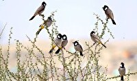 جلوگیری از قاچاق ۱۱۸ قطعه پرنده زینتی در پایانه مرزی شلمچه