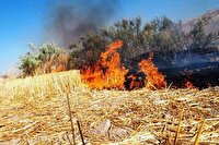 پنج متخلف زیست محیطی در پارس‌آباد به دادگاه معرفی شدند