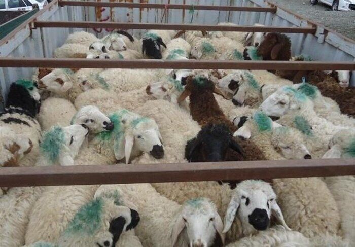 دستگاه‌های متولی برای کاهش قاچاق دام موظف به اقدامات پیشگیرانه