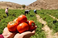 گام نخست برای تشکیل انجمن ملی گوجه‌فرنگی ایران برداشته شد