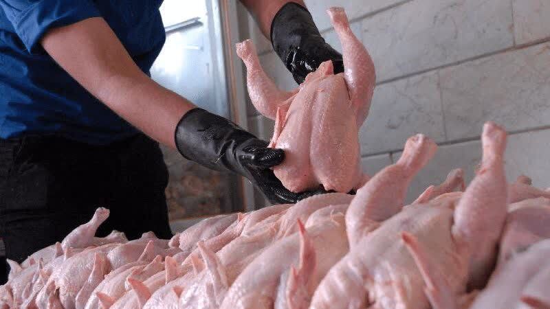 ظرفیت مرغ گوشتی در گرمه ۶۰ هزار قطعه افزایش یافت