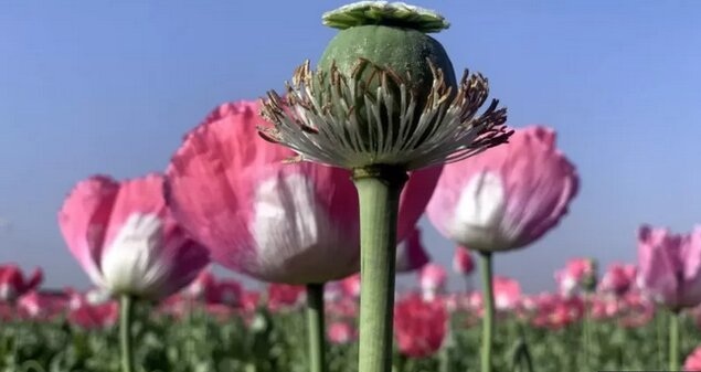 **مواد اولیه دارو‌ها با کشت شقایق تامین می‌شود