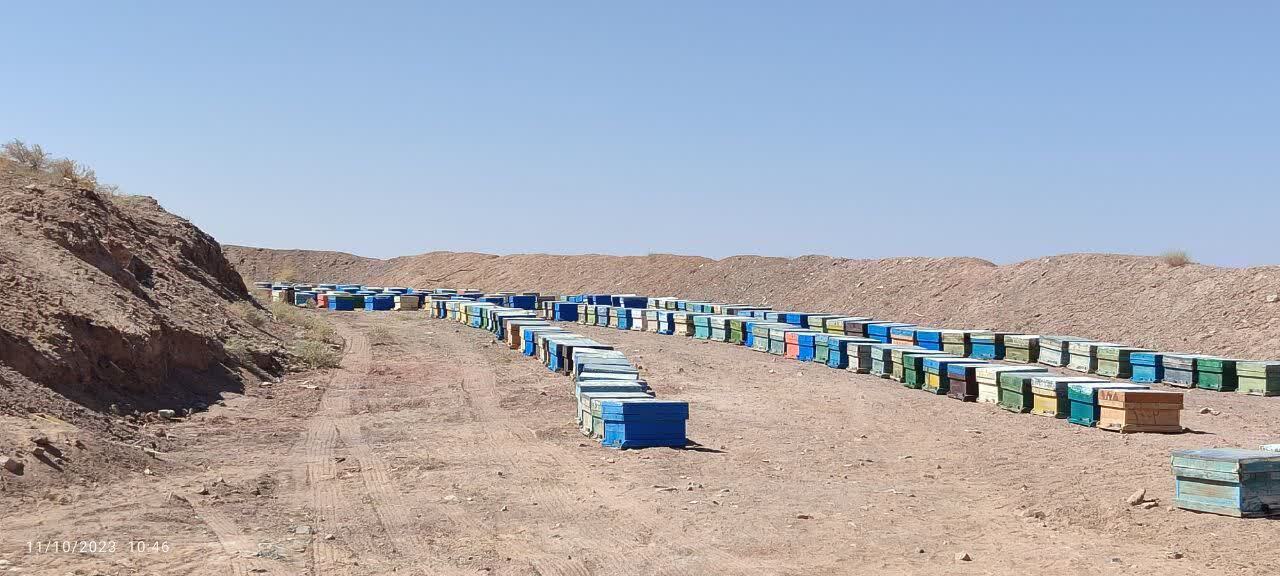 همافزایی برای توسعه زنبورداری تفت همافزایی برای توسعه زنبورداری تفت