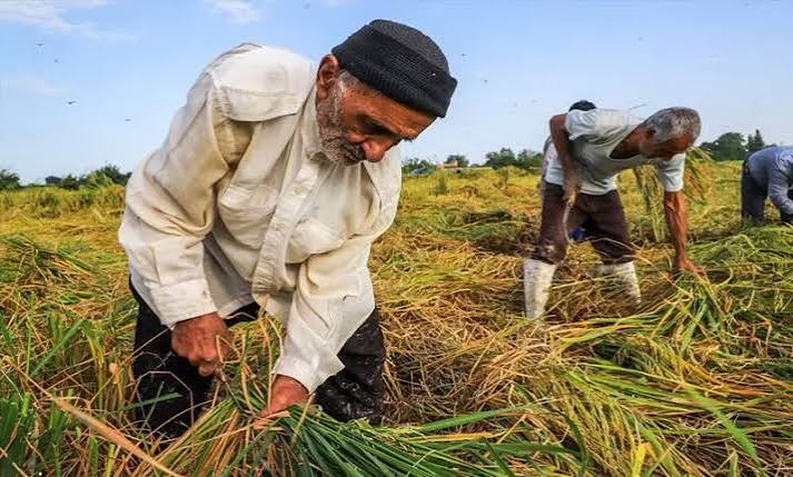 آغاز ساماندهی هویت صنفی فعالان کشاورزی یزد