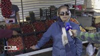 فصل طلایی برداشت گیلاس و آلبالو در اردبیل