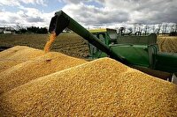 آغاز خرید تضمینی گندم در مرکز تعاون روستایی لوجلی شیروان