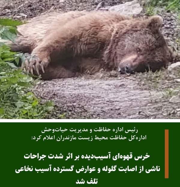 تلف شدن یک قلاده خرس در آمل