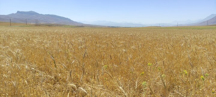 خرید تضمینی مباشرتی گندم در آذربایجان‌غربی از مرز ۵۰۰۰ تن گذشت