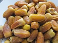 برداشت خرمای زودرس المهتری و نگار در نخلستان‌های جنوب کرمان