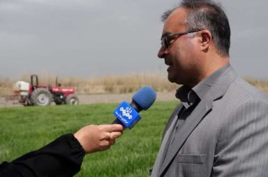 آغاز برداشت کلزا از مزارع آذربایجان‌غربی با پیش‌بینی تولید ۵ هزار تن محصول