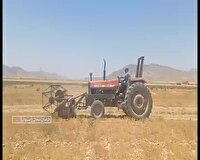 آغاز برداشت زیره سبز در مزارع شیروان
