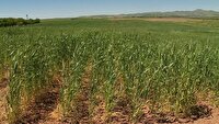 اجرای طرح پایداری تولید در ۴۵۰ هزار هکتار از دیمزارهای زنجان