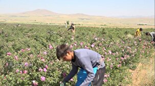 ادامه برداشت گل محمدی از گلستان های بویین میاندشت