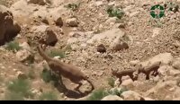 ثبت دوقلوزایی بز وحشی در منطقه حفاظت‌شده قیصری چهارمحال‌وبختیاری