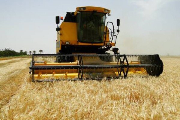 پیش‌بینی برداشت ۳۴۰ هزار تن محصول جو از اراضی کشاورزی استان همدان