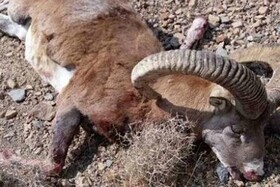دستگیری عاملان شکار دو راس قوچ وحشی در شهرستان قائنات