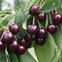پیش‌بینی برداشت ۱۰۰هزار تن گیلاس از باغات اشنویه مهاباد