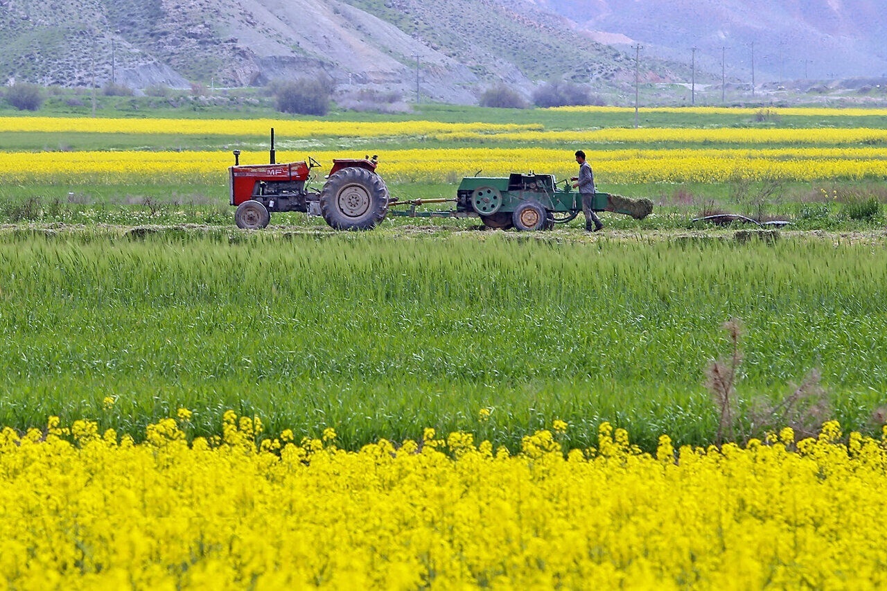 اجرای الگوی کشت نیازمند همکاری و عزم همگانی