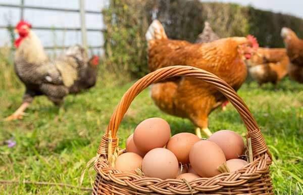 ۶۵ درصد گوشت مرغ و تولیدی هم‌تراز نیاز استان