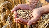 خرید تضمینی ۵۸ هزار تن گندم در مازندران