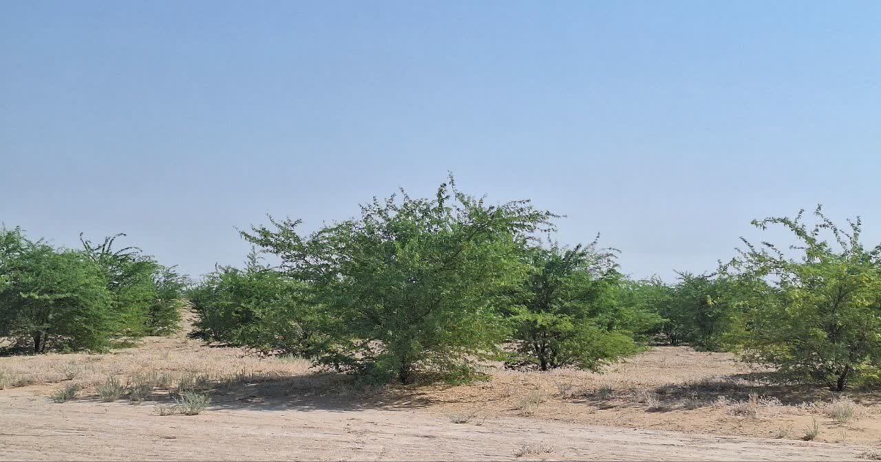 کاشت ۲۶ هزار اصله نهال در منطقه بیابانی عین حداد شهرستان رامهرمز کاشت ۲۶ هزار اصله نهال در منطقه بیابانی عین حداد شهرستان رامهرمز