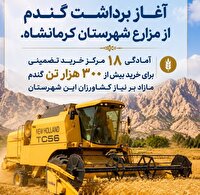 آغاز فصل طلایی برداشت گندم در مزارع شهرستان کرمانشاه