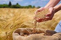 خریداری ۱۱ هزار و ۴۹۲ تُن گندم در خراسان جنوبی