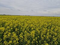 آغاز عملیات خرید تضمینی کلزا در آذربایجان غربی، ۷۲۵ تن محصول تا کنون خریداری شده است