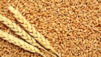 برگزاری جلسه کمیته برداشت و خرید گندم در قروه