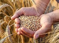 ارزوئیه پیشتاز کشت گندم استان