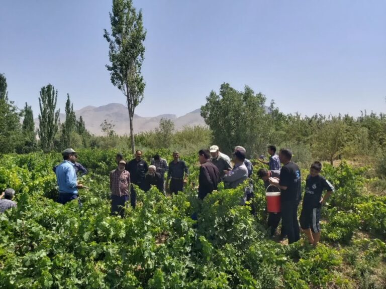 حضور باغداران کلاهدوز، خسبیجان و کیشان استان مرکزی در رویداد انتقال یافته‌های مبارزه با آفات