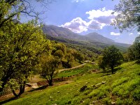 پایش هوشمند آفت «پروانه برگ‌خوار» در جنگل‌های زاگرس