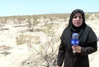 نقش مهم مردم در بیابانزدایی