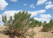 وقتی خارشتر و تاغ سرسبزی می‌آفرینند