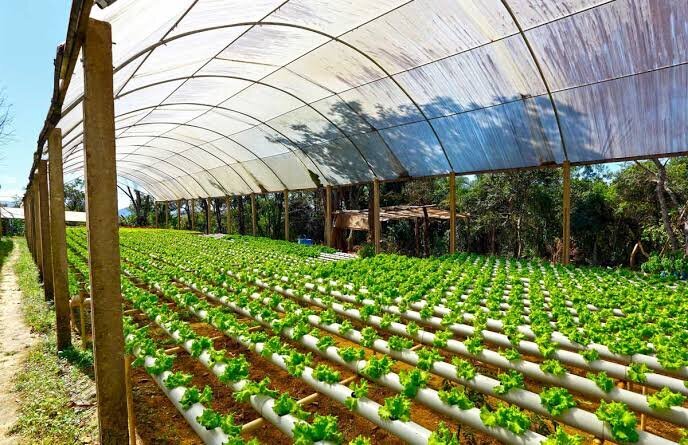 رشد تولیدات گلخانه‌ای در آذربایجان غربی