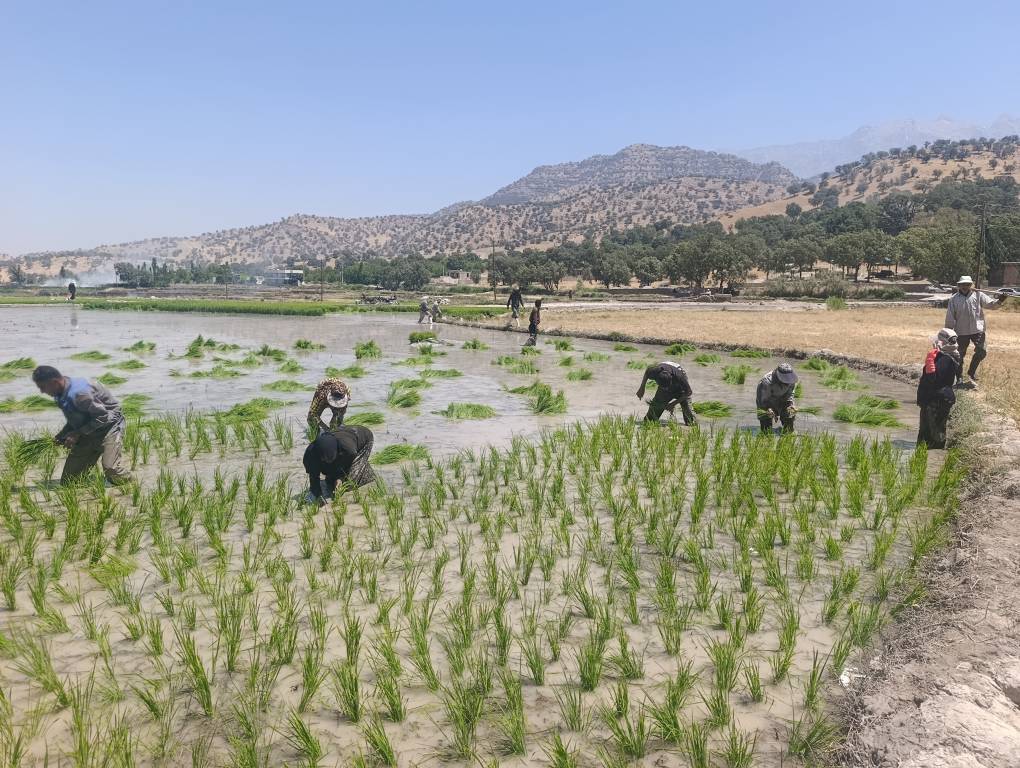 آغاز نشاء برنج در شهرستان دنا