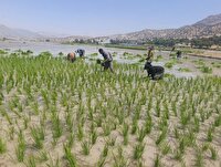 آغاز نشاء برنج در شهرستان دنا