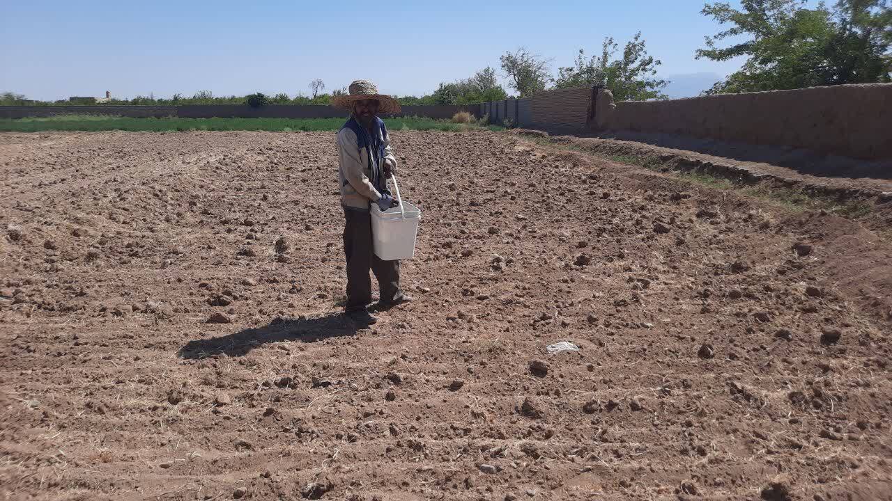 آغاز اجرای طرح ملی الگوسازی کشت پنبه در زارچ