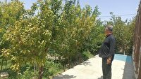 گام تازه برای نوسازی باغات اشکذر؛ بررسی محل اجرای طرح اصلاح باغ‌ها