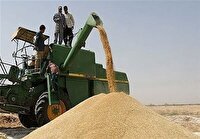 خرید ۲۱ هزار تن گندم از کشاورزان شهرستان رستم