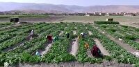 وقتی تابستان حریف تلاش کشاورزان دره‌شهری نمی‌شود
